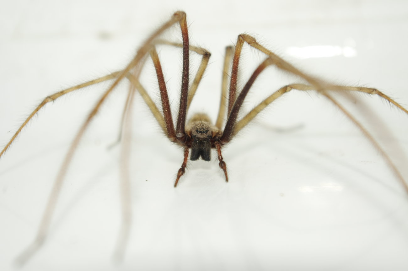 Tegenaria sp.
